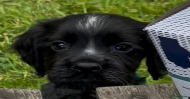 Cocker Spaniel dogs - Advert 9