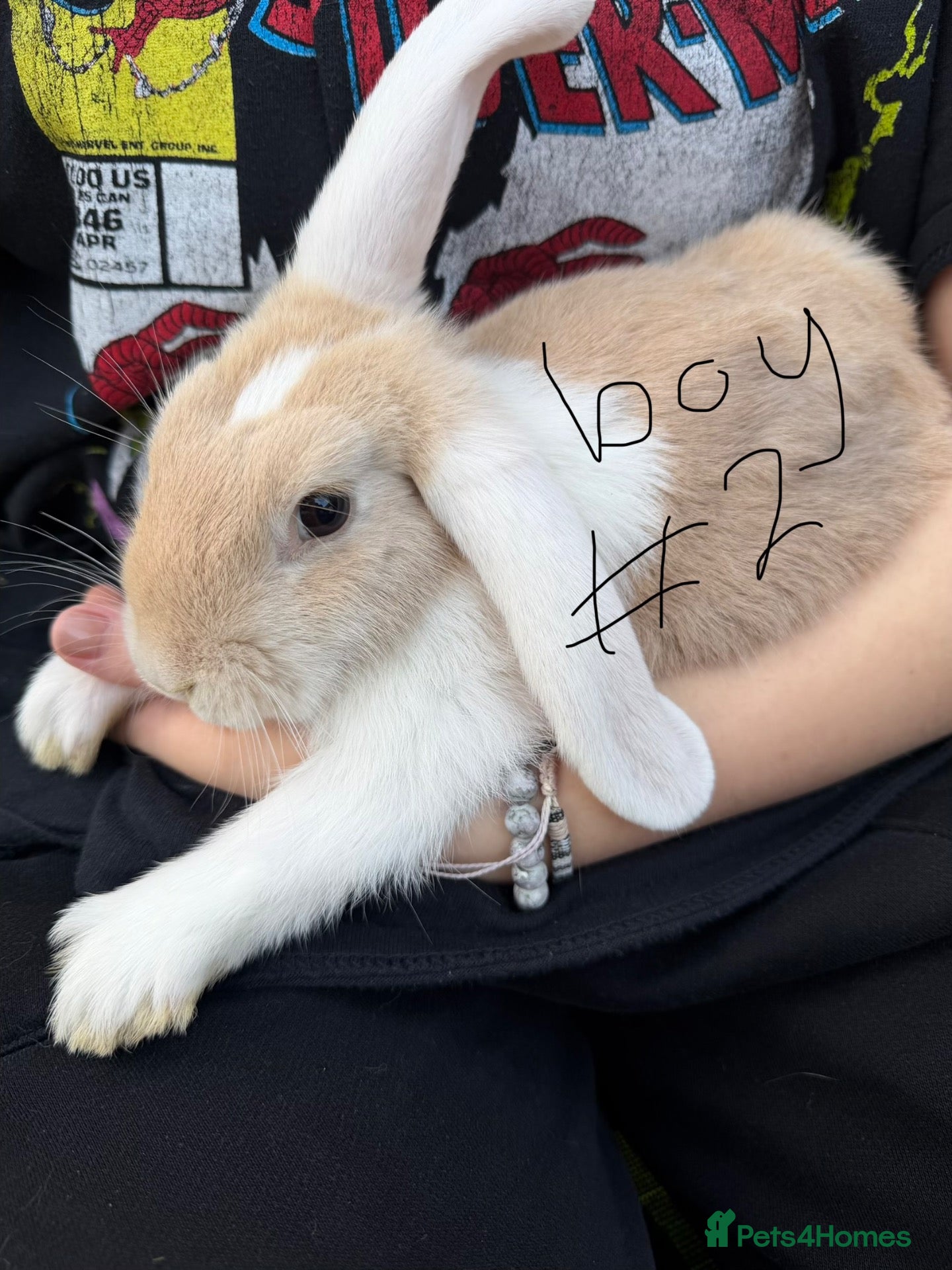 Mini Lop rabbits Mini lops for sale - Advert 2