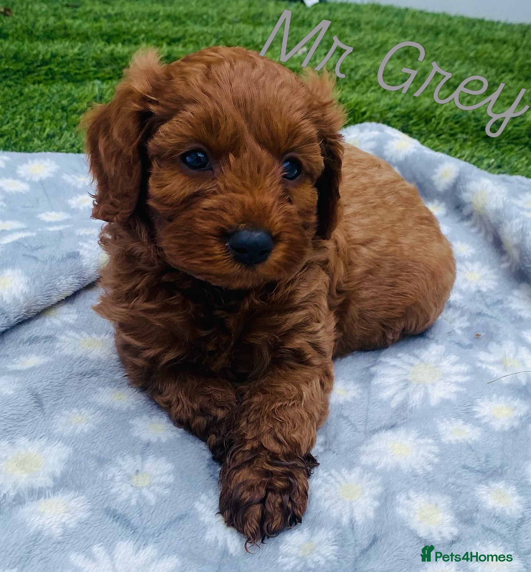 Cavapoo dogs Stunning F1B health tested Cavapoo’s  - Advert 2