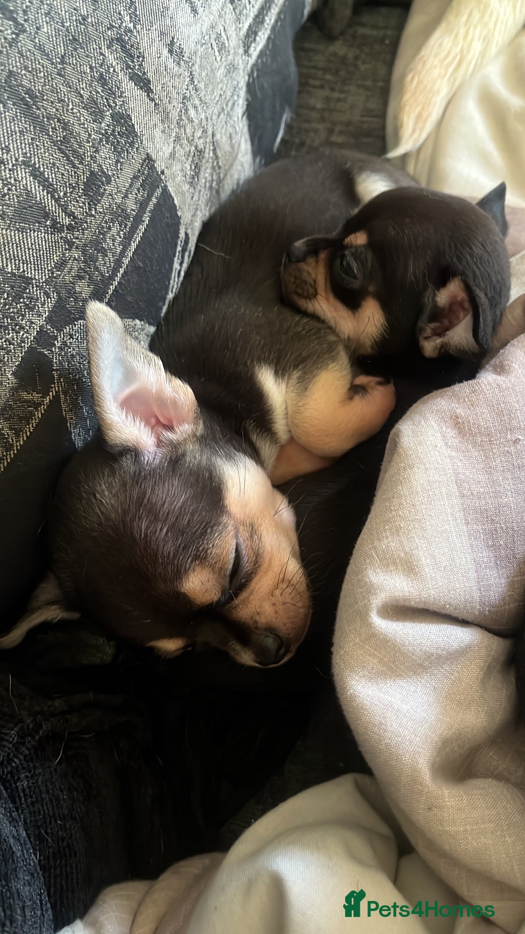 Chihuahua dogs for sale: brown and tanned full bread chihuahua puppys - Advert 5