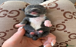 Chihuahua dogs for sale: ✨ Lilac Baby Girl with blue eyes  - Image 4