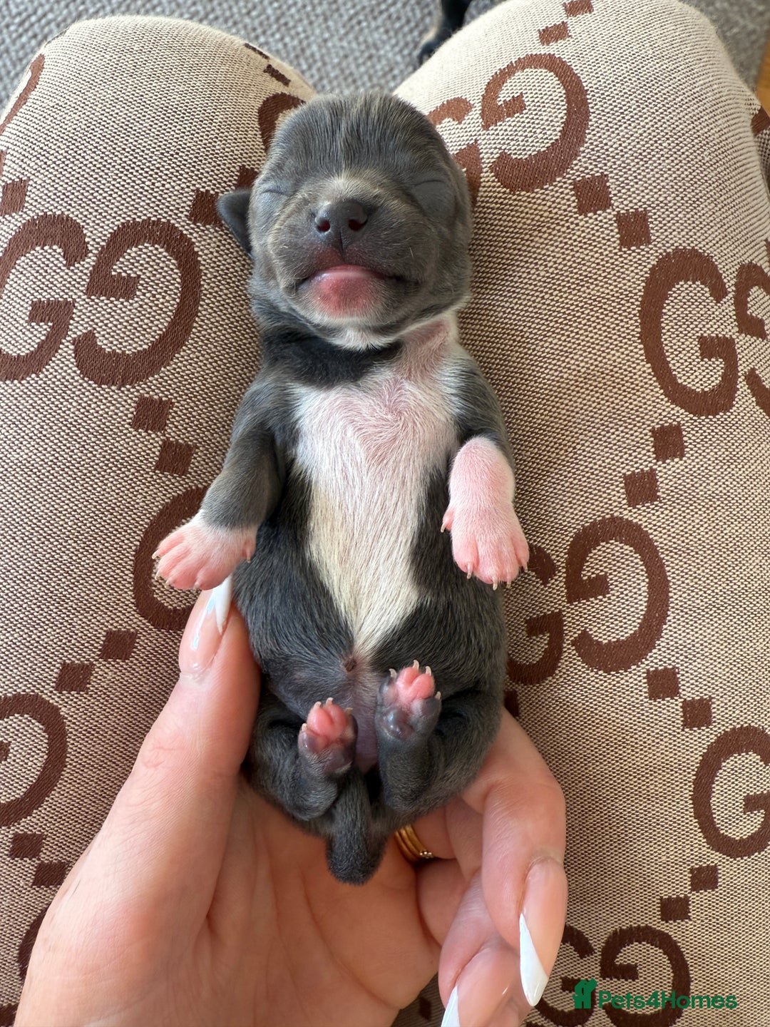 Chihuahua dogs for sale: ✨ Lilac Baby Girl with blue eyes  - Image 4