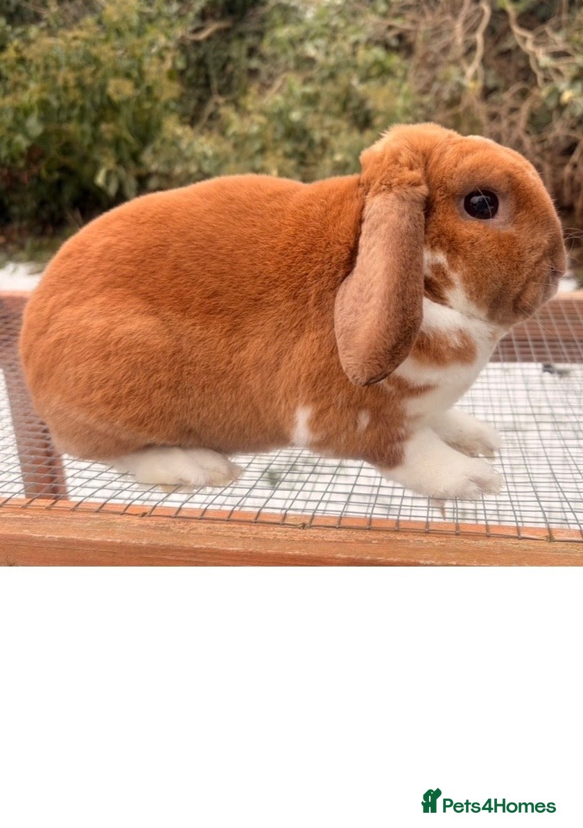 Mini Lop rabbits PLUSH mini lops  - Advert 7