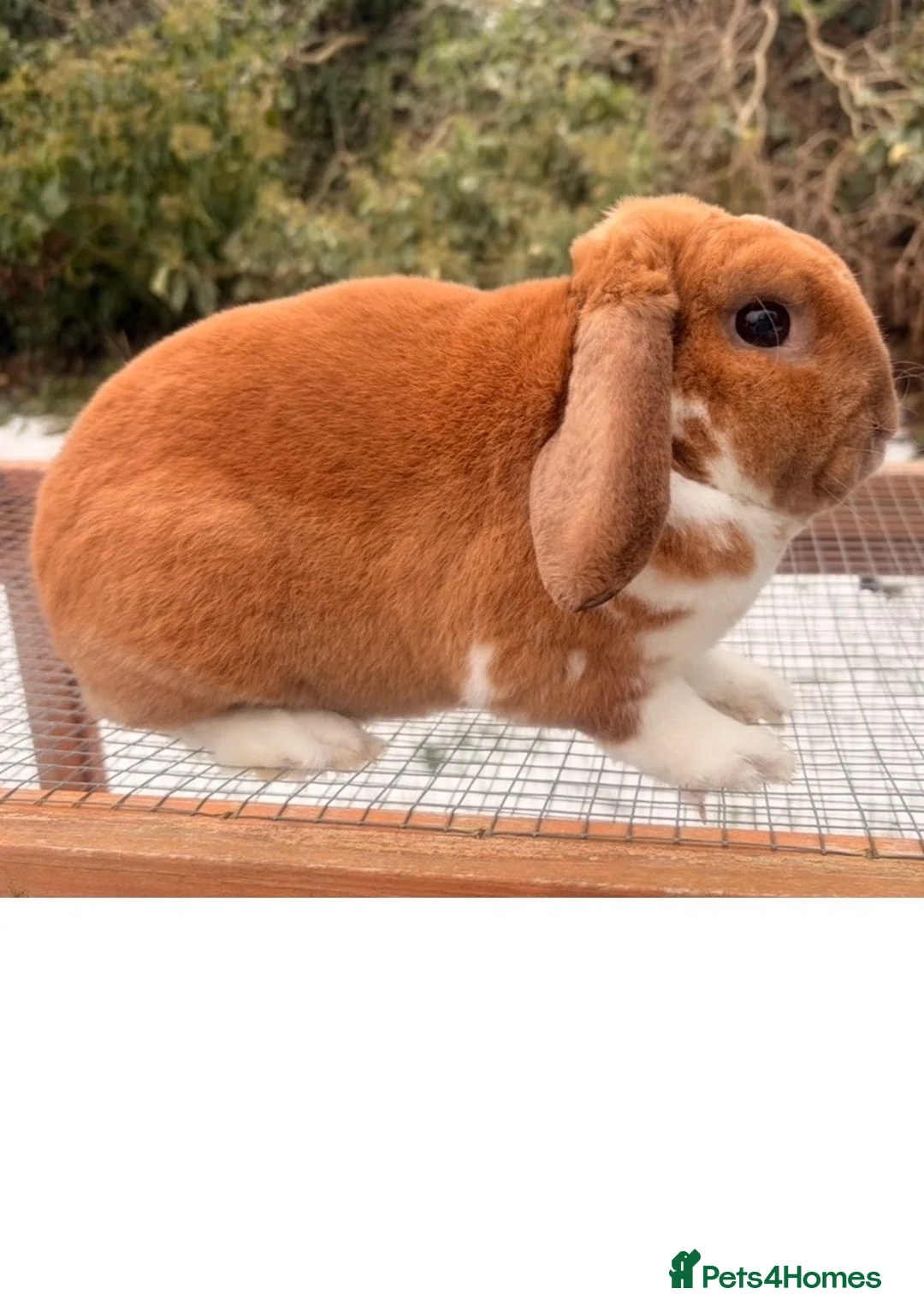 Mini Lop rabbits for sale: PLUSH mini lops  - Advert 1