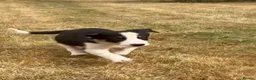 Border Collie dogs for sale: 9 Border Collie pups - Advert 2