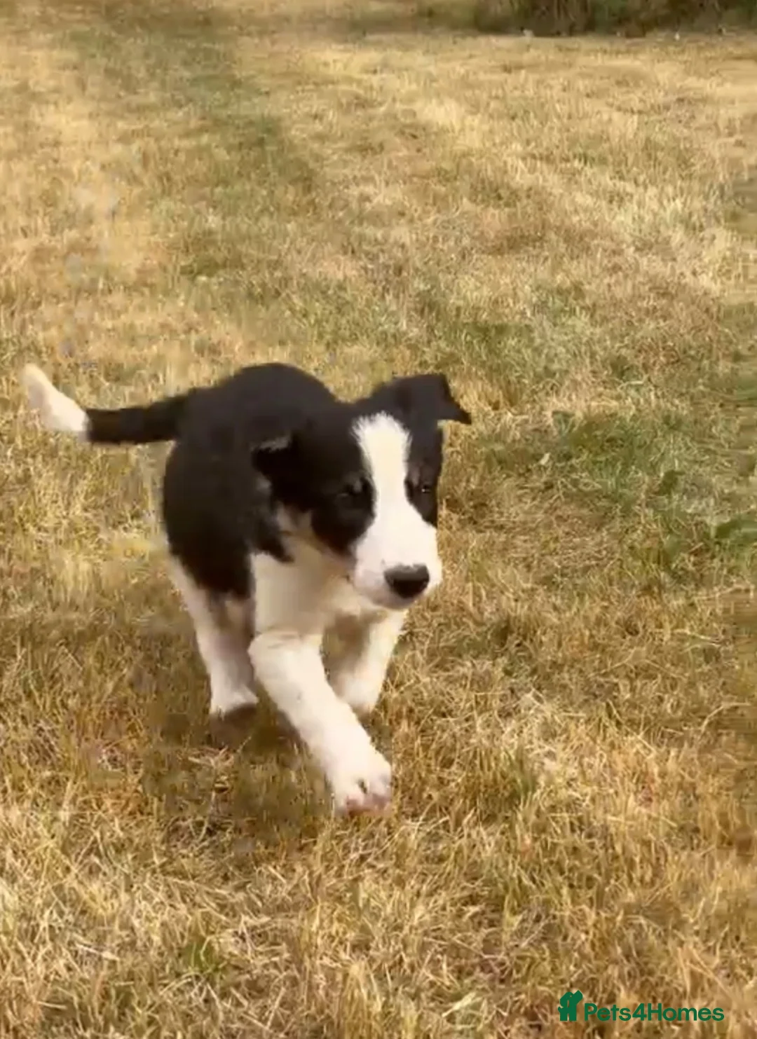 Border Collie dogs for sale: 9 Border Collie pups - Advert 2