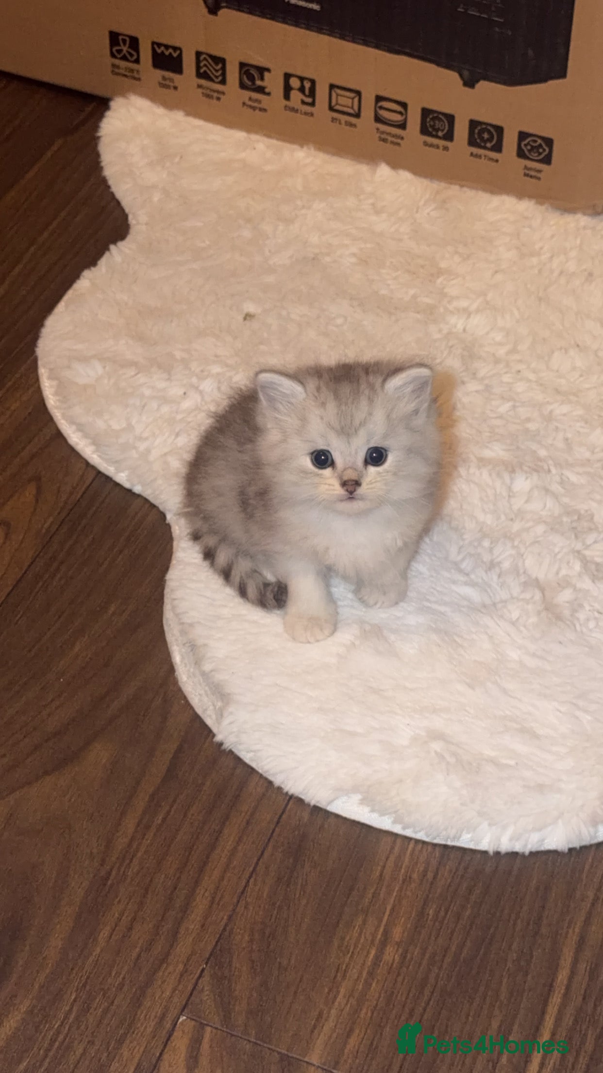 Mixed Breed cats 🎀💙 PERSIAN DOLL FACE KITTENS FOR SALE 💙🎀 - Advert 2