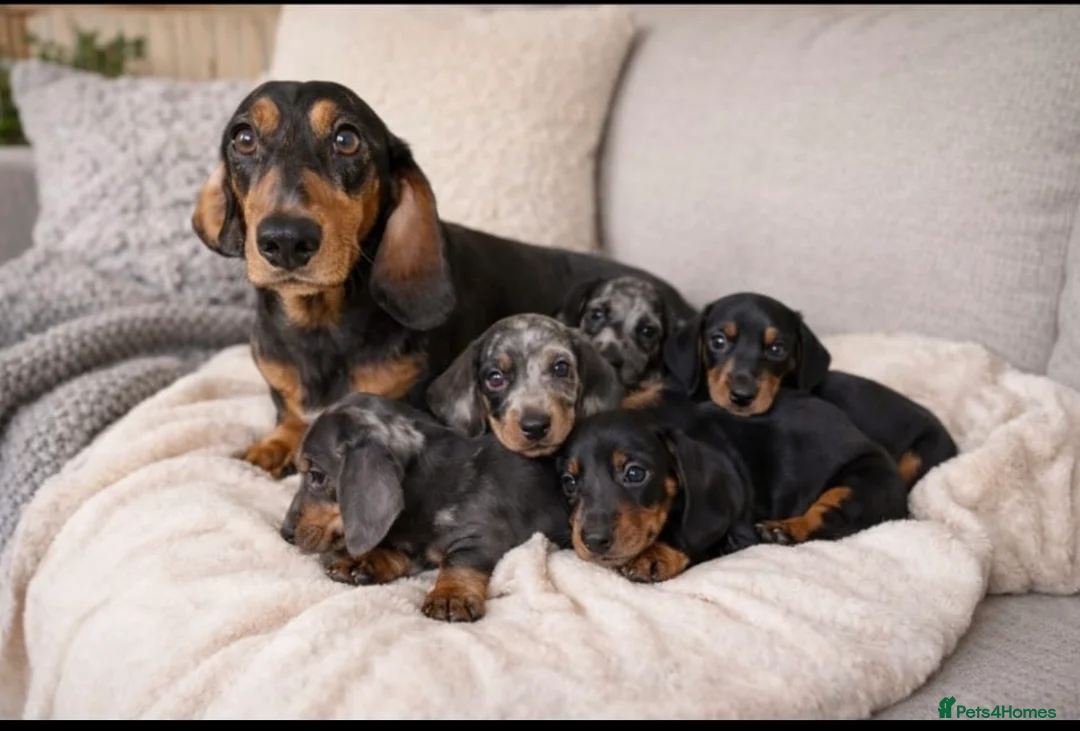 Dachshund dogs for sale: Beautiful Dachshund Girl  🐾 - Advert 4