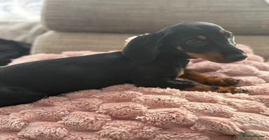 Dachshund dogs - Advert 2