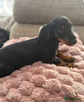 Dachshund dogs - Advert 2