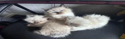 Ragdoll cats for sale: Last remaining ragdoll male  - Advert 3