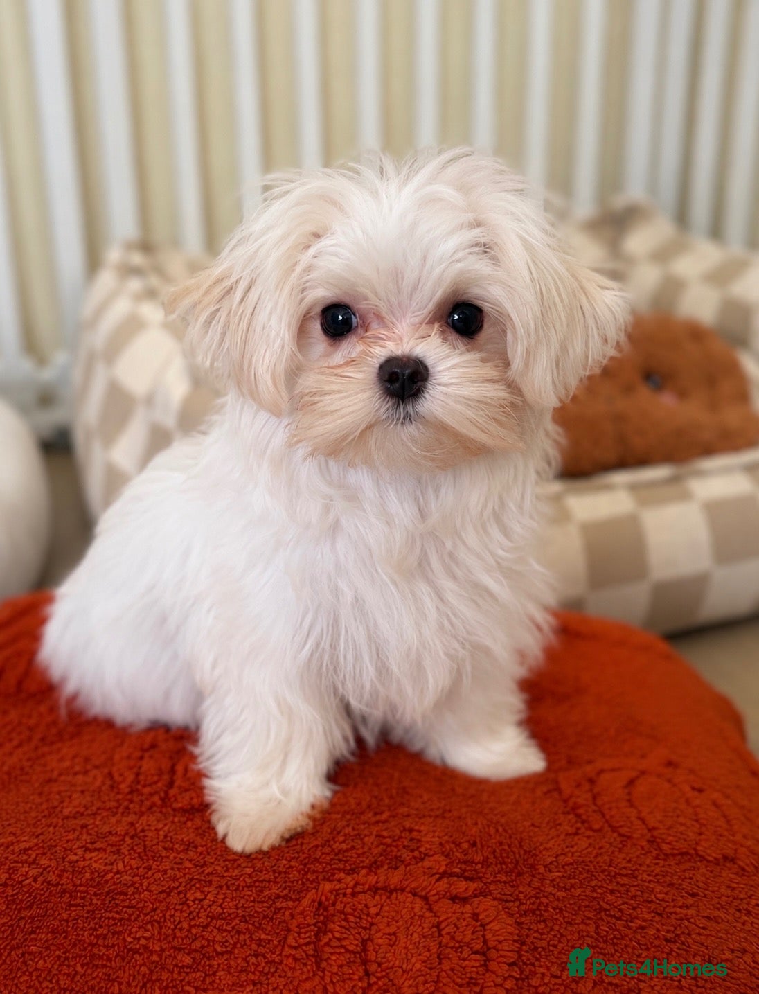 Maltese dogs Beautiful Korean kc Maltese female puppy - Advert 1