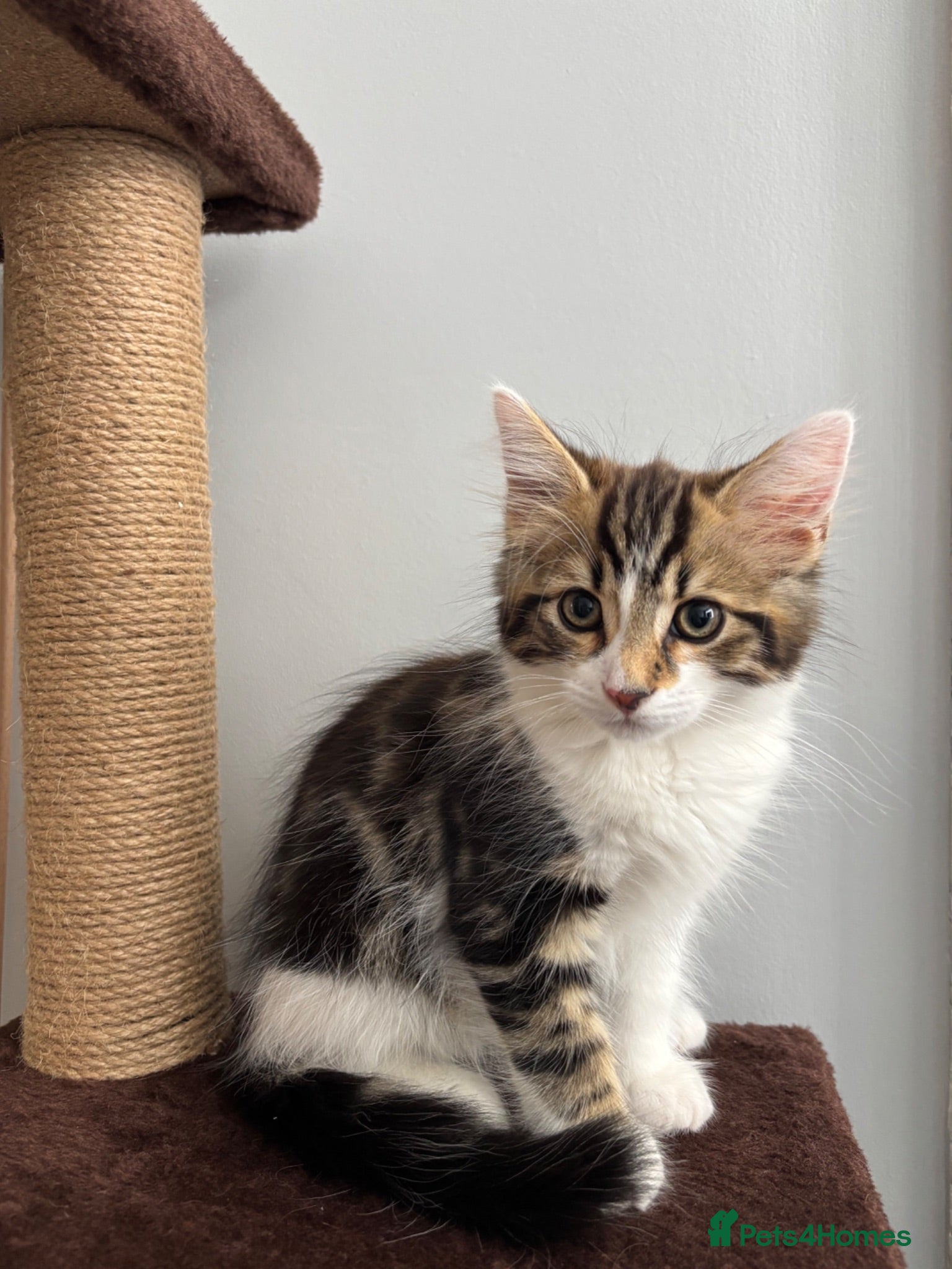 Mixed Breed cats Beautiful 12 Week Kitten 🤎 - Advert 1