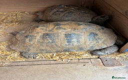 Tortoise reptiles for sale: Two Tortoise for sale - Image 1