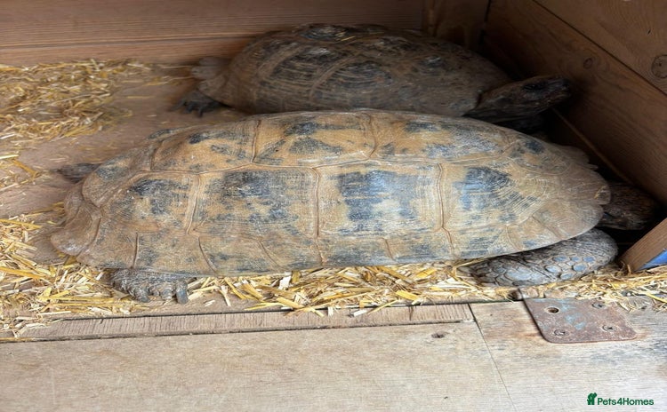 Tortoise reptiles - Advert 1