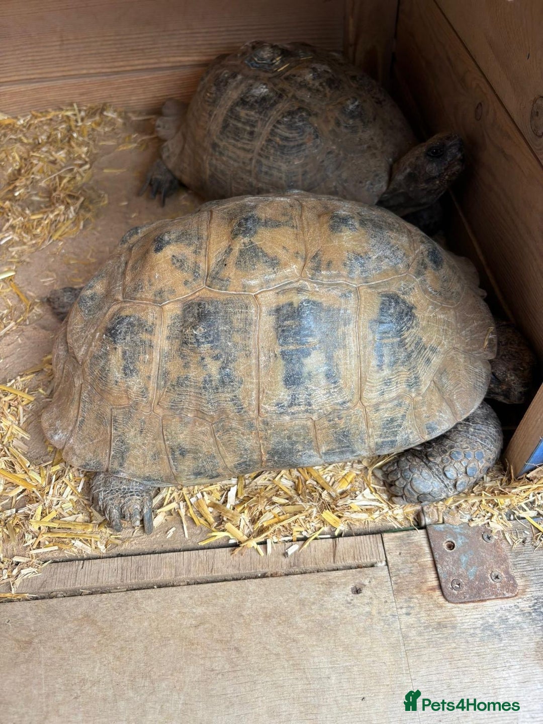 Tortoise reptiles for sale: Two Tortoise for sale - Image 1