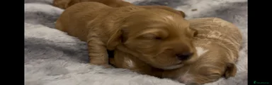 Cockapoo 3