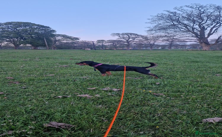 Rottweiler dogs 2yr old female rottweiler - Advert 5