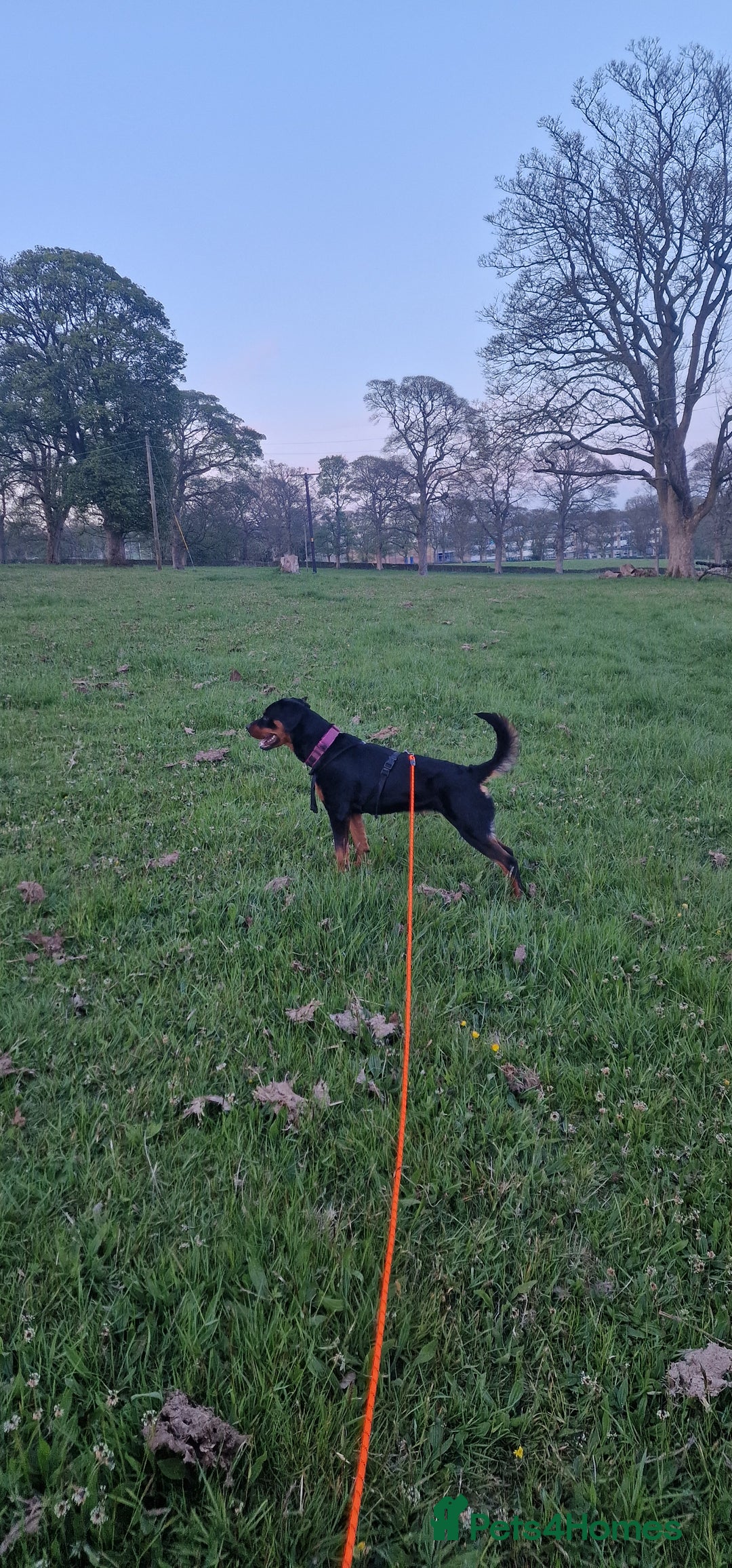 Rottweiler dogs for sale: 2yr old female rottweiler - Advert 1