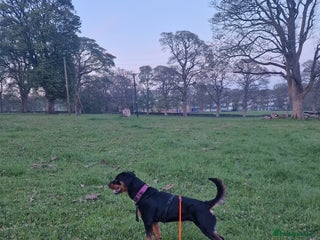 Rottweiler dogs for sale: 2yr old female rottweiler - Advert 1