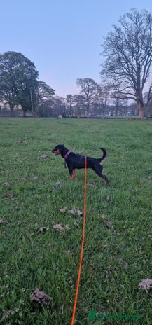 Rottweiler dogs 2yr old female rottweiler - Advert 1