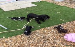 Cocker Spaniel dogs for sale: Showtype cocker spaniel - Image 4