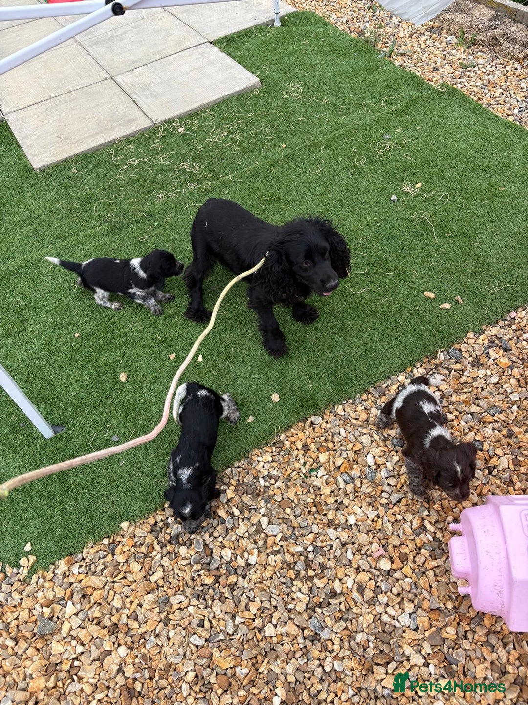 Cocker Spaniel dogs for sale: Showtype cocker spaniel - Image 4