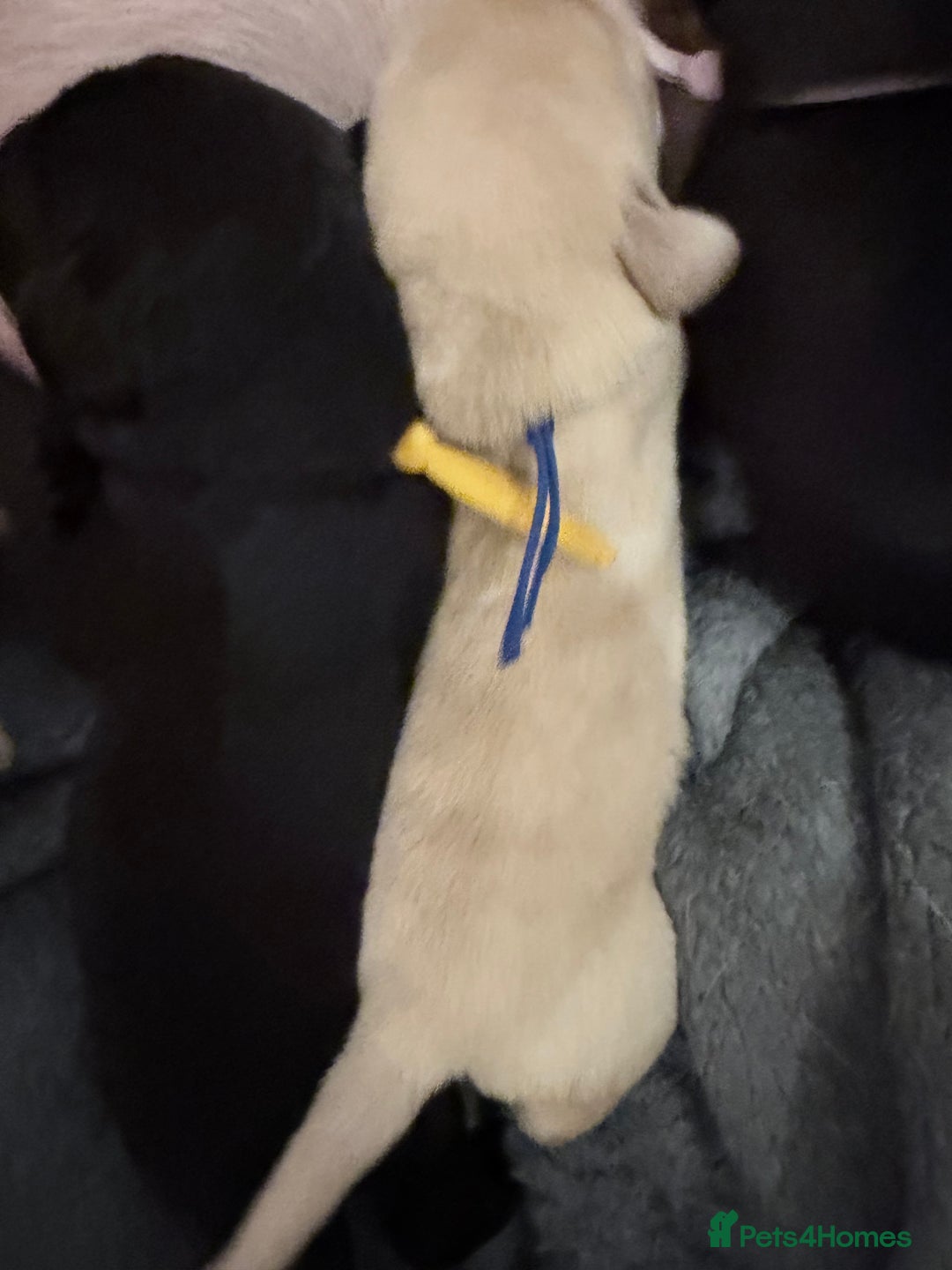 Labrador Retriever dogs for sale: 10 stunning KC reg black and yellow - Advert 3