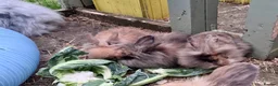 Mini Lion Lop rabbits for sale: Mini lion lops! now ready!!!! £25 each - Advert 4
