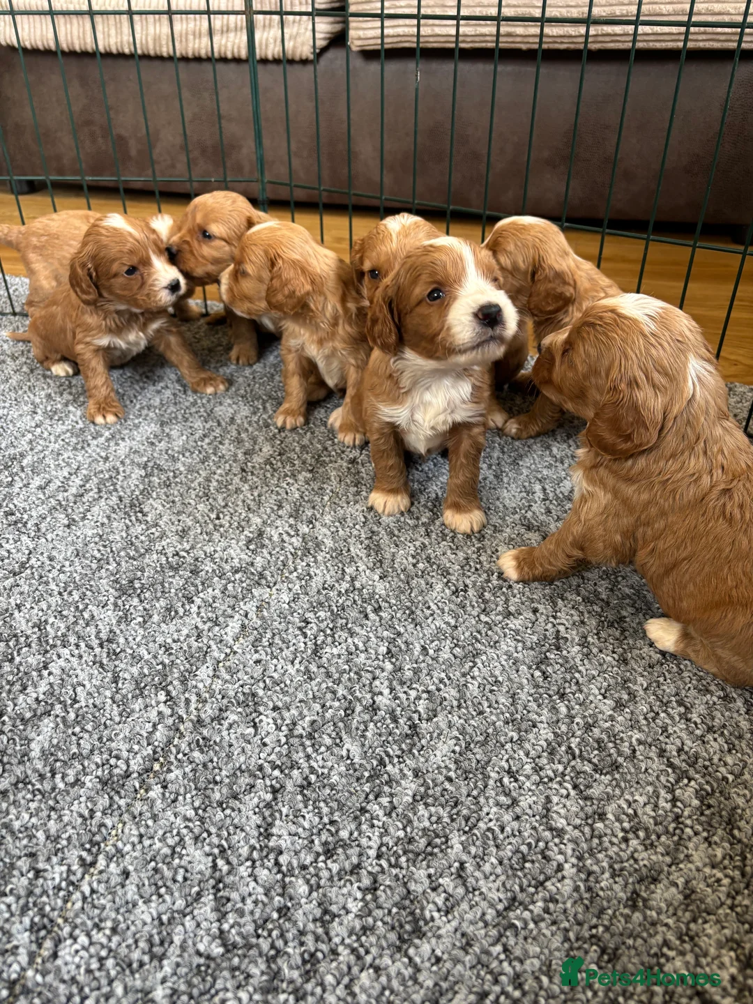 Cockapoo dogs for sale: Beautiful F1 cockapoo’s for sale - Advert 2