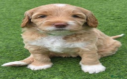 Australian Labradoodle dogs for sale: Australian Labradoodle Puppies  - Image 23