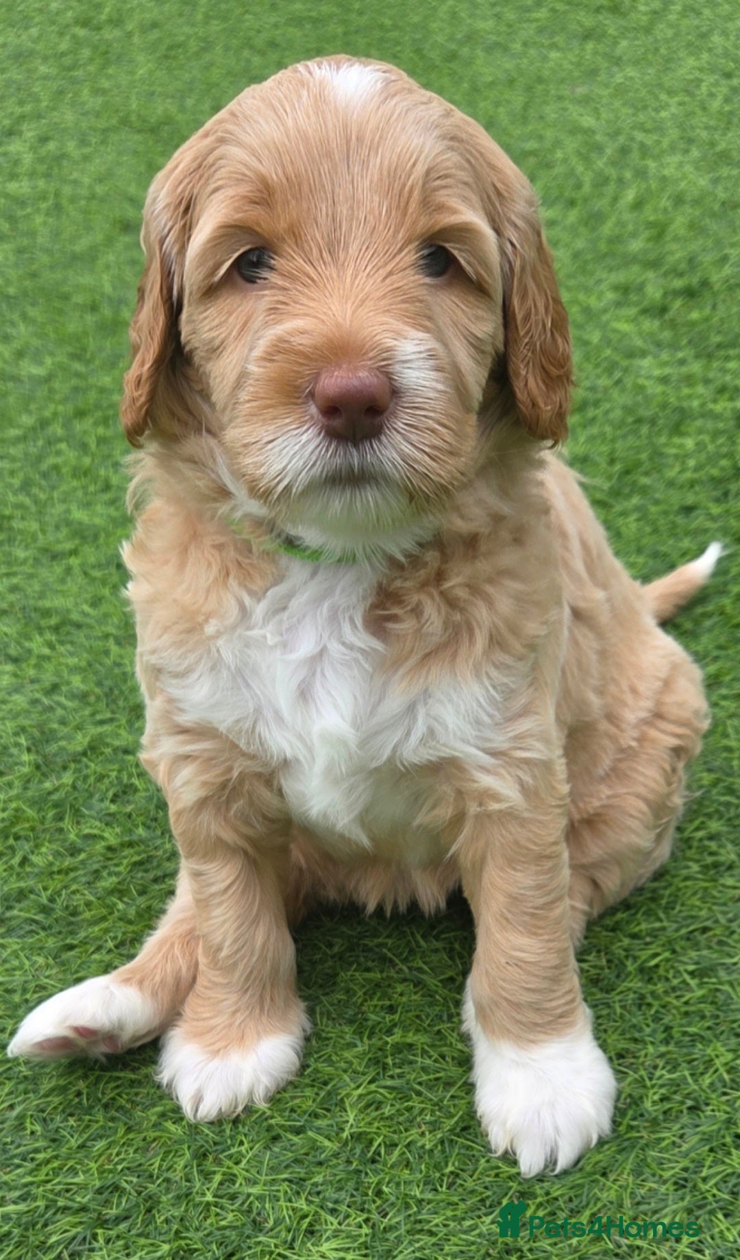 Australian Labradoodle dogs for sale: Australian Labradoodle Puppies  - Image 23