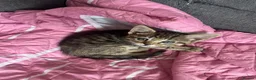 Mixed Breed cats for sale: Ready now stunning kittens  in Gravesend - Advert 4