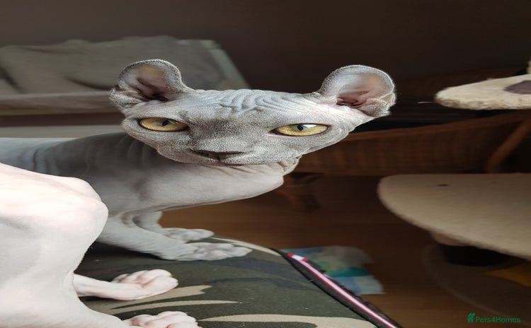 Sphynx cats - Advert 1