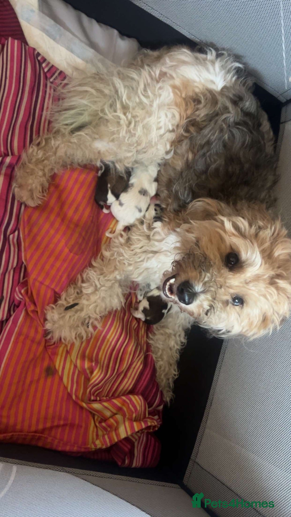 Jackapoo dogs 4 beautiful jackrusell x poodle pups - Advert 4