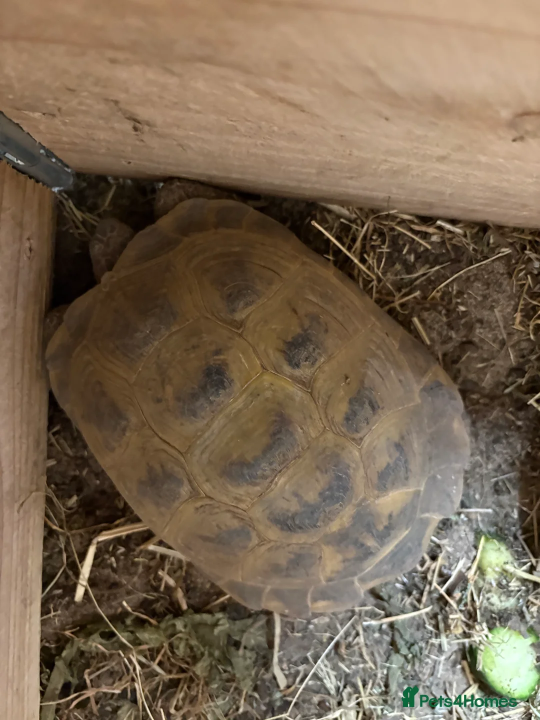 Tortoise reptiles for sale: Male tortoises looking for forever home - Advert 6