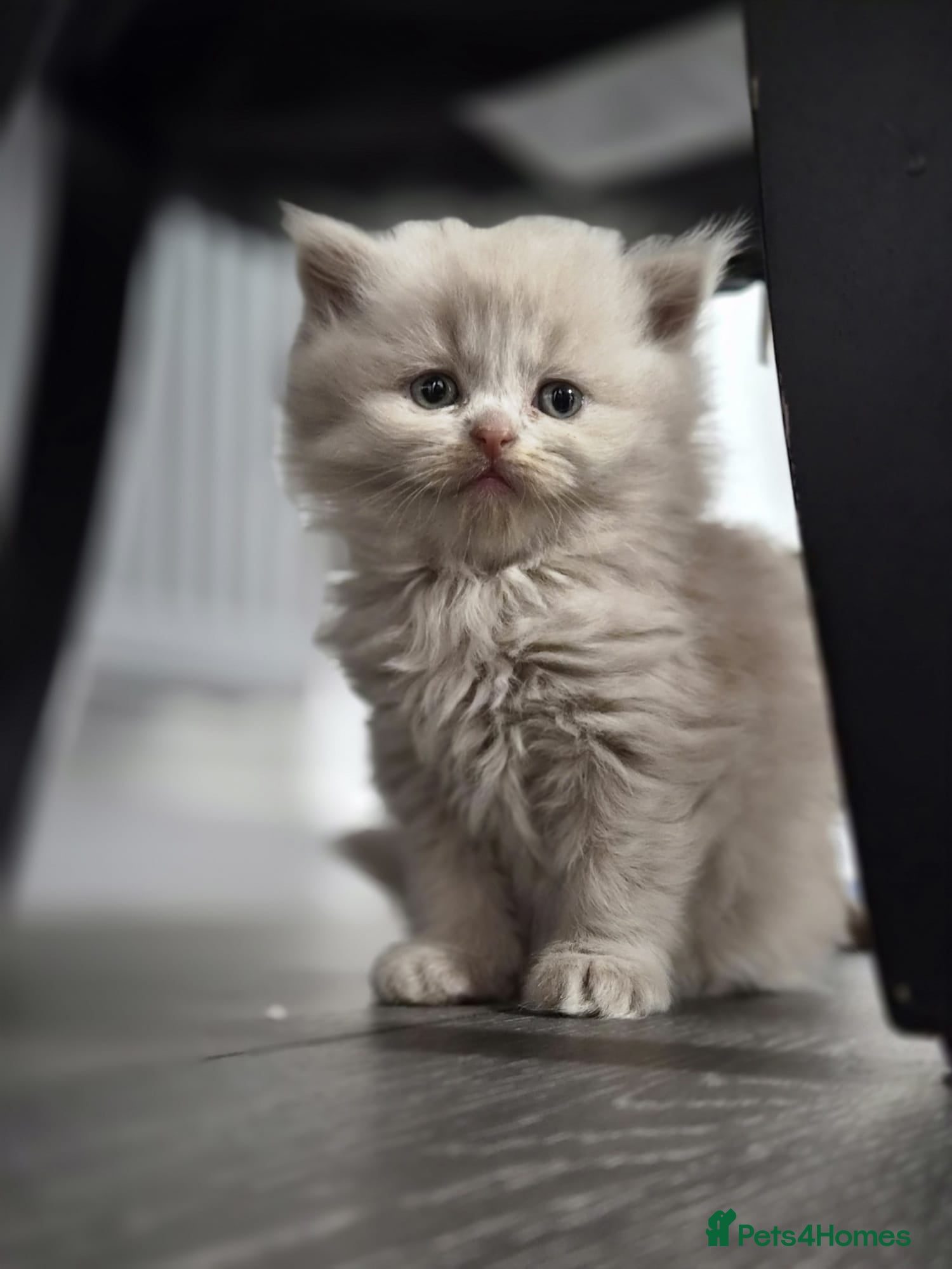 Scottish Fold cats Scottish fold and stright. Playful 5 females  - Advert 2