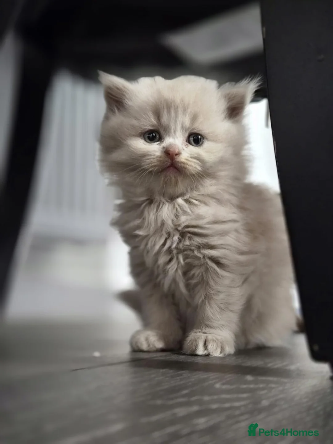 Scottish Fold cats for sale: Scottish fold and stright. Playful 5 females  - Advert 2