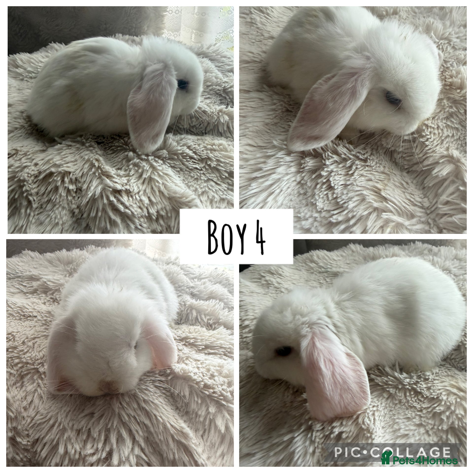 Mini Lop rabbits Pure bred mini lops  - Advert 19