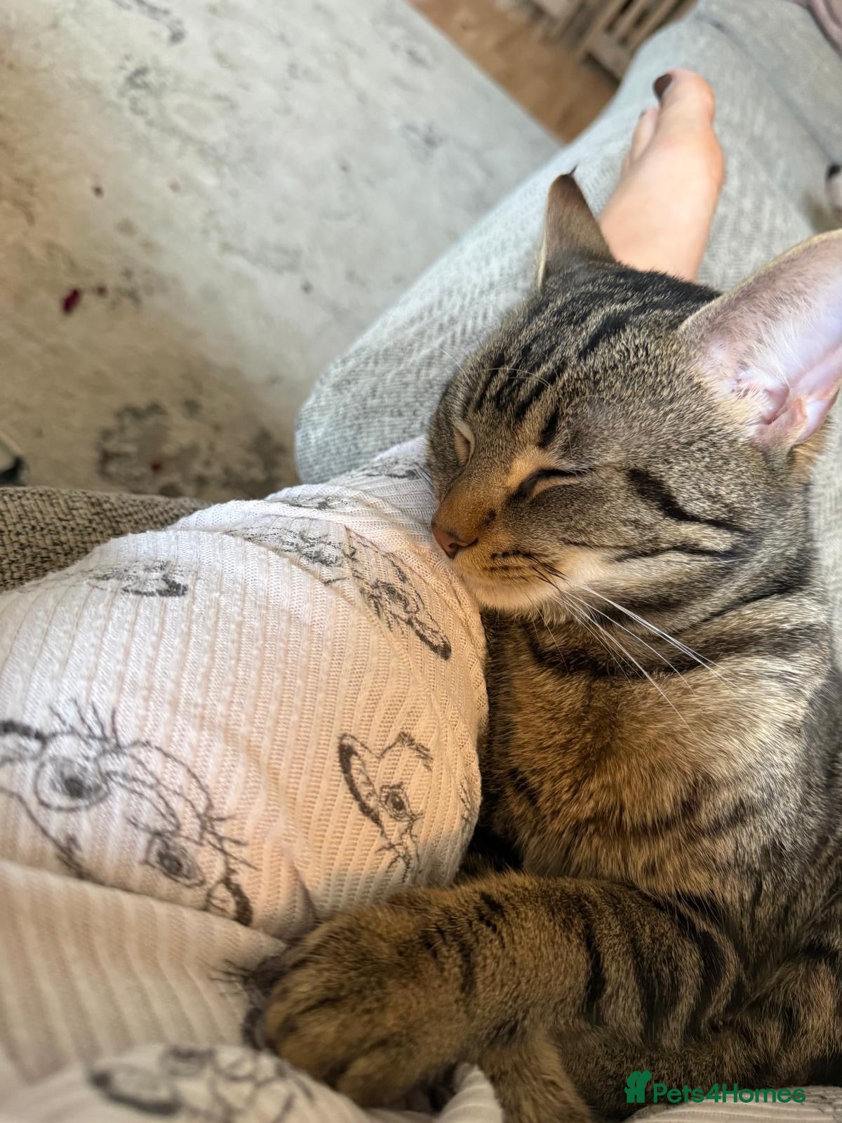 British Shorthair cats Roo 14 month old male  - Advert 2