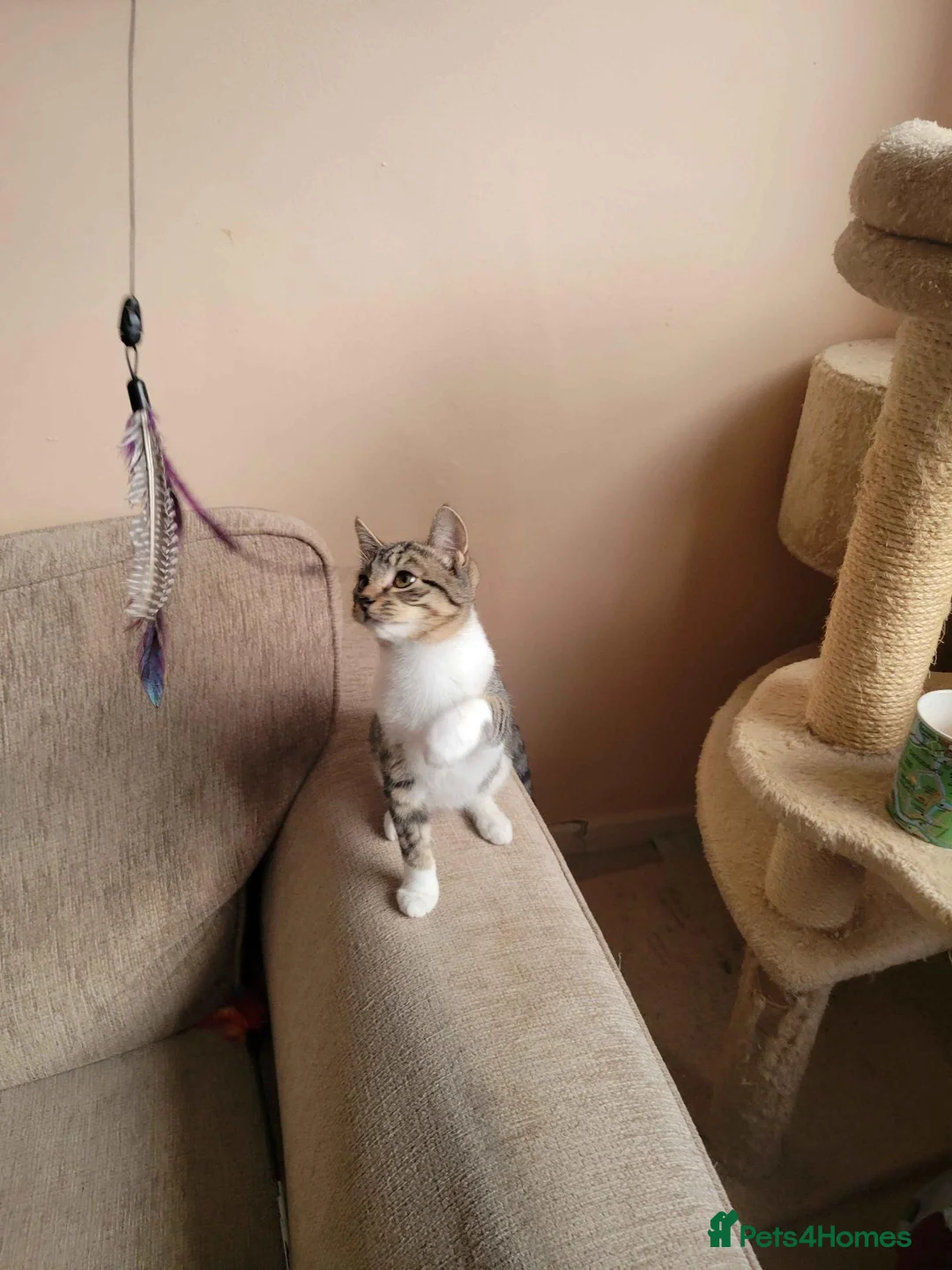 Domestic Shorthair cats for adoption: Mermaid - Advert 5
