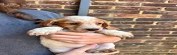 Mixed Breed dogs for sale: ONLY 4 BITCH PUPPIES LEFT - READY NOW - Advert 3