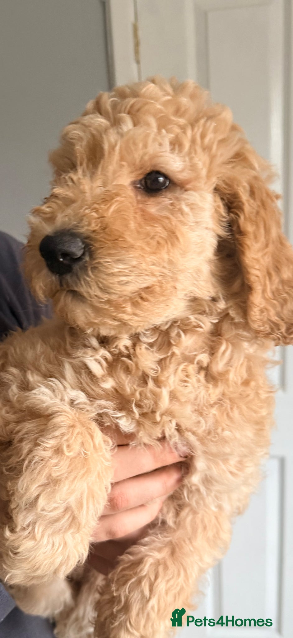 Labradoodle dogs LAST GIRL Stunning Standard Multigen Labradoodles  - Advert 3