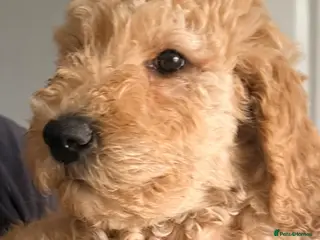 Labradoodle dogs LAST GIRL Stunning Standard Multigen Labradoodles - Advert 3