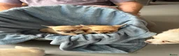 Chihuahua dogs for sale: 4 smooth coat apple head Chihuahua puppies - Advert 14