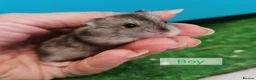 Hamster rodents for sale: Baby Winter white dwarf hamsters  - Advert 6
