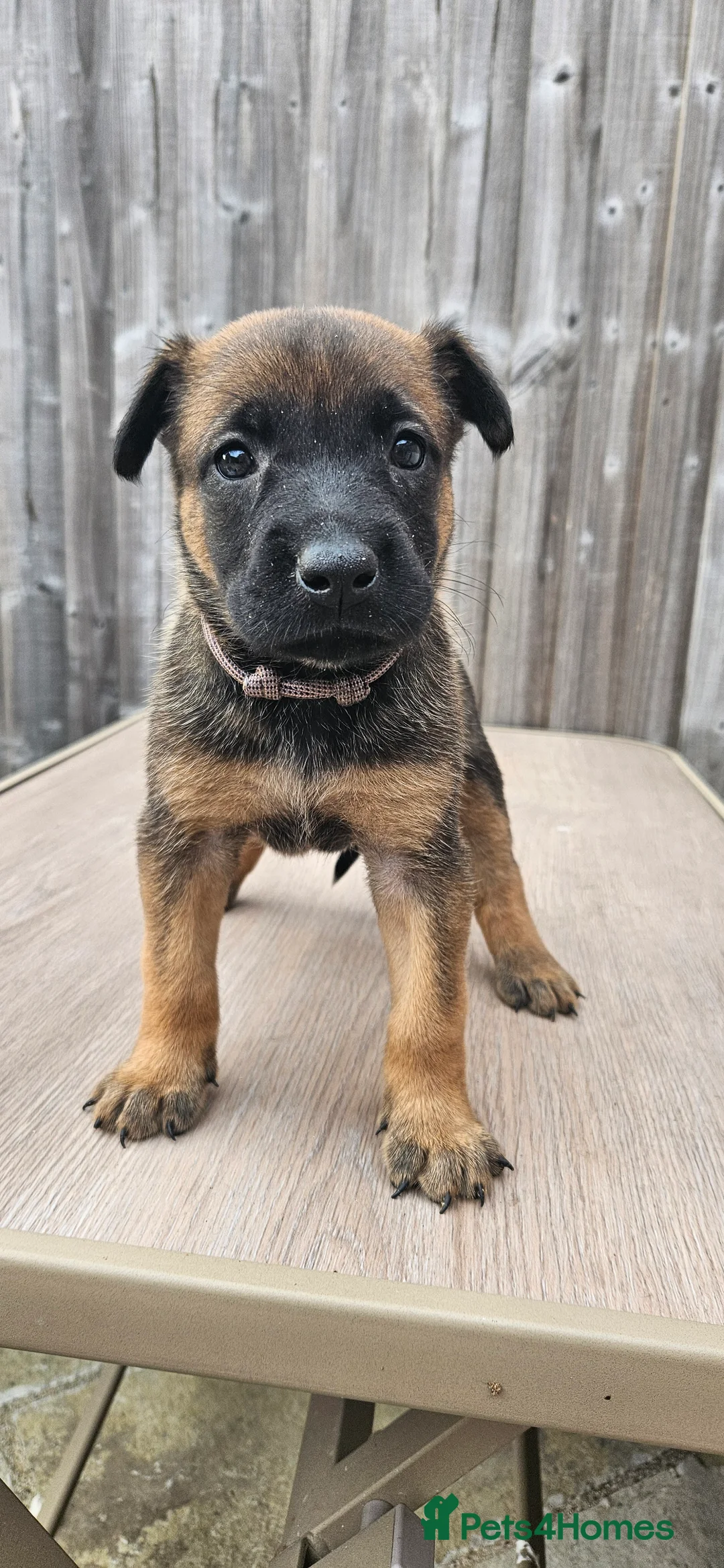 Belgian Shepherd Dog dogs for sale: Female BRN Dutch Herder Puppies - Advert 8