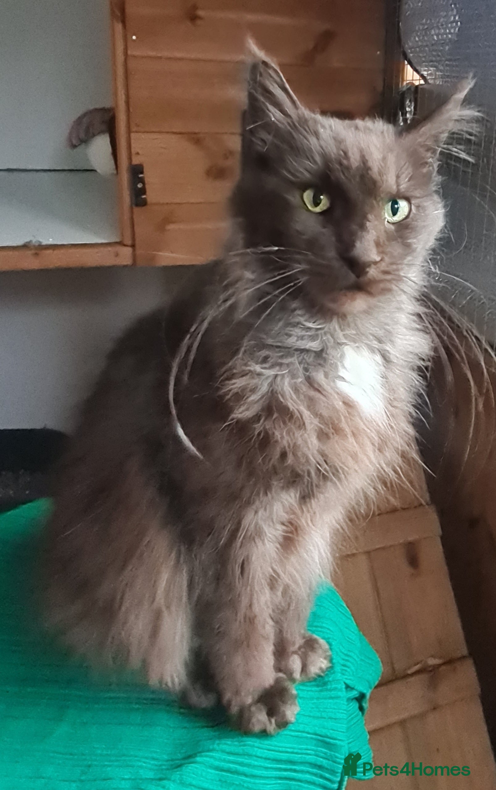 Maine Coon cats Black smoke female  - Advert 1