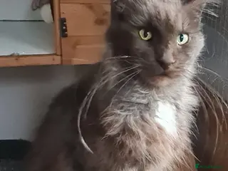 Maine Coon cats Black smoke female - Advert 2