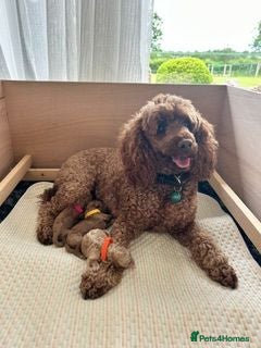 Miniature Poodle dogs Quality pups - bred for health and temperament - Advert 1